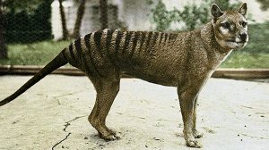 tasmanian-tiger
